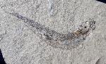Leptolepis bronni AGASSIZ 1833 - Bild © FossNet FossilienStore